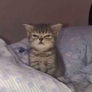 Meet your Posher, Lily